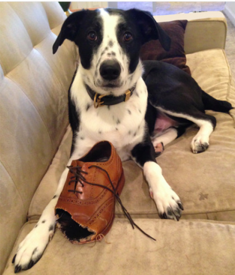 Los perros adultos también puede masticar cosas inapropiadas