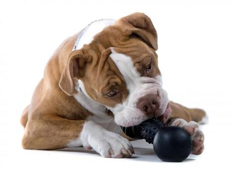 Dale a tu perro juguetes apropiados para que mastique