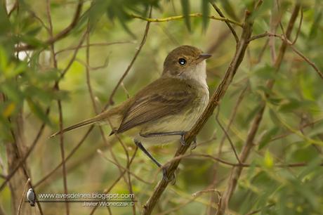 Barullero (Tawny-crowned Pygmy-Tyrant) Euscarthmus meloryphus
