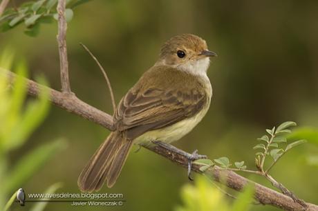 Barullero (Tawny-crowned Pygmy-Tyrant) Euscarthmus meloryphus