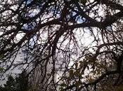 Savia sangre Cuento Daniel Galatro