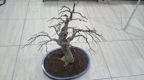 Ultimas podas y alambrados