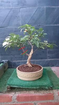 Ultimas podas y alambrados