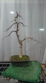 Ultimas podas y alambrados