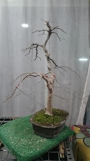 Ultimas podas y alambrados