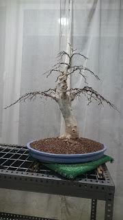 Ultimas podas y alambrados