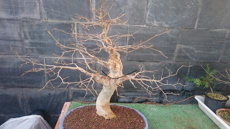 Ultimas podas y alambrados