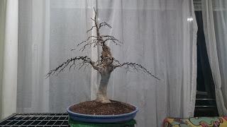 Ultimas podas y alambrados