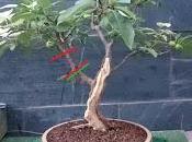 Ultimas podas alambrados