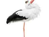 Sorteo inicio: leemos digital