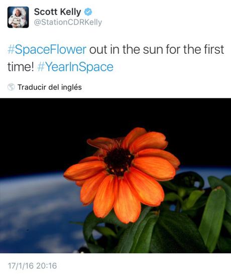 La primera flor que ha crecido en la estación espacial