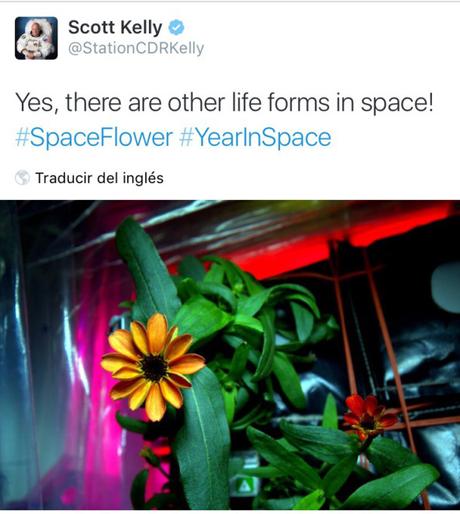 La primera flor que ha crecido en la estación espacial