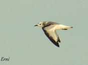 "raras" distintos motivos