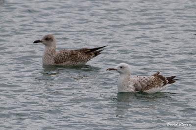 Somormujo cuellirrojo y  muchas más aves por Santoña