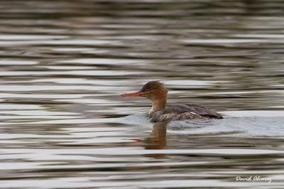 Somormujo cuellirrojo y  muchas más aves por Santoña