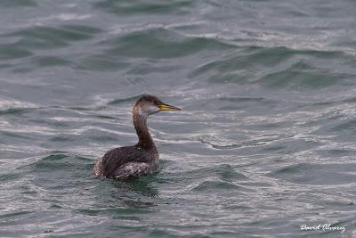 Somormujo cuellirrojo y  muchas más aves por Santoña