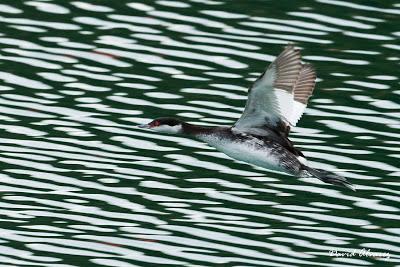 Somormujo cuellirrojo y  muchas más aves por Santoña