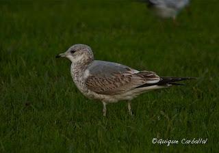Bon Any, Feliz Año!