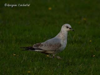 Bon Any, Feliz Año!