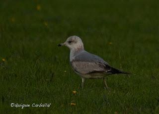 Bon Any, Feliz Año!