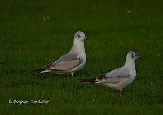 Bon Any, Feliz Año!