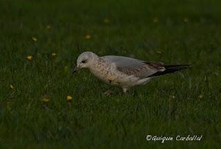 Bon Any, Feliz Año!