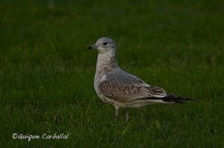 Bon Any, Feliz Año!