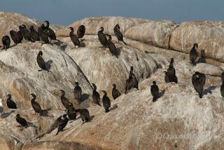 El cormorán moñudo