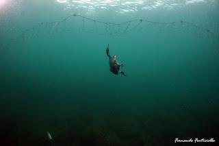 El cormorán moñudo