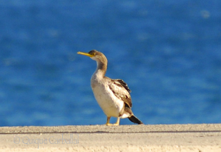 El cormorán moñudo