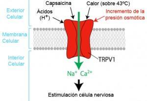 TRPV1