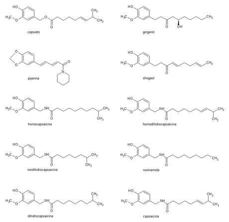 capsaicinoides