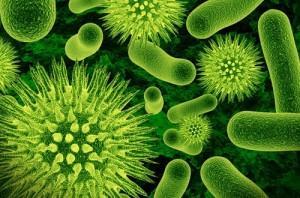 bacterias y esporas de hongos