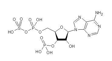 3'-fosfoadenosina-5'-fosfosulfato