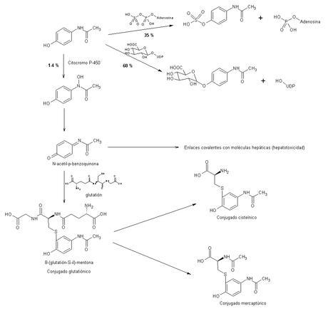 biometabolización del paracetamol