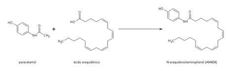 ácido araquidónico