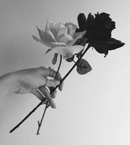 Imagen de rose, black, and flowers