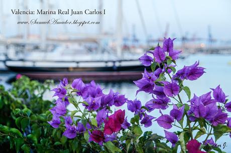 VALENCIA: MARINA REAL JUAN CARLOS I y PASEO MARÍTIMO