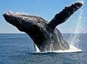 turistas observarían Ballenas