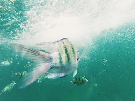 Snorkel-Thailand-CollageOntheRoad-57