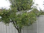 árbol peras...