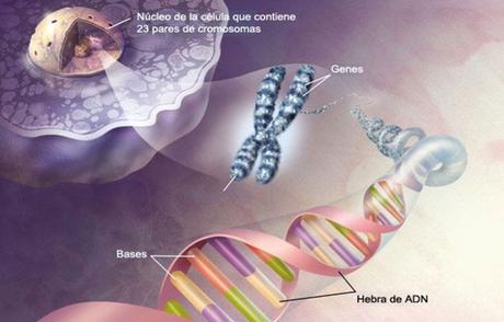 El Poder Curativo de los Pensamientos por Bruce Lipton