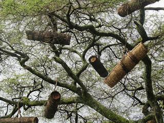 CONVIVIR JUNTOS ELEFANTES, ABEJAS Y HUMANOS - LIVE TOGETHER ELEPHANTS, BEES AND HUMAN.