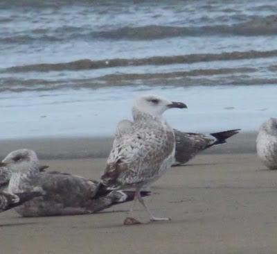 Cáspica y otras gaviotas