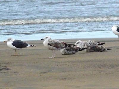 Cáspica y otras gaviotas