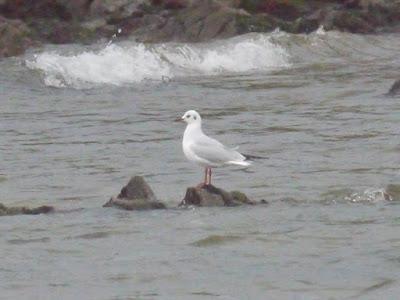 Cáspica y otras gaviotas
