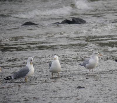 Cáspica y otras gaviotas