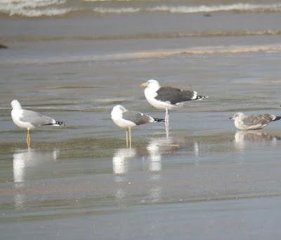 Cáspica y otras gaviotas