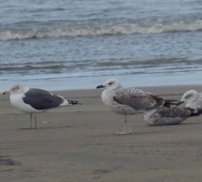 Cáspica y otras gaviotas