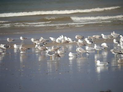 Cáspica y otras gaviotas